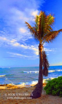 Palm Tree